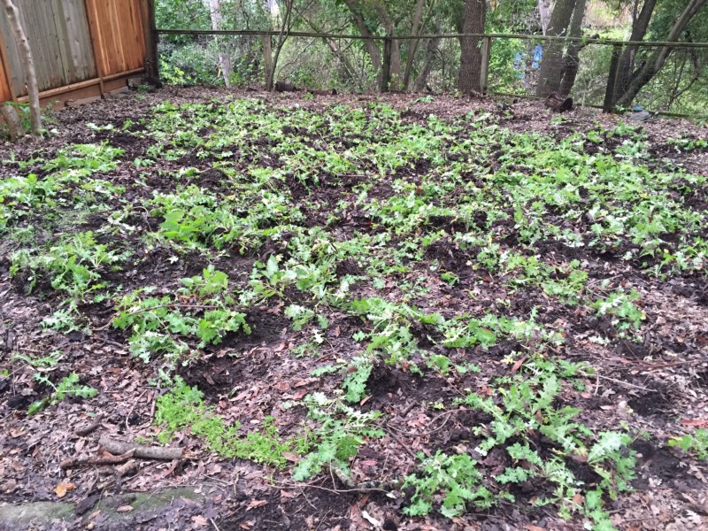 Backyard thistle patch being removed