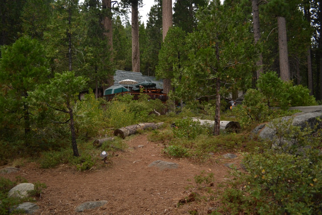 Ponderosa pines at Pinecrest