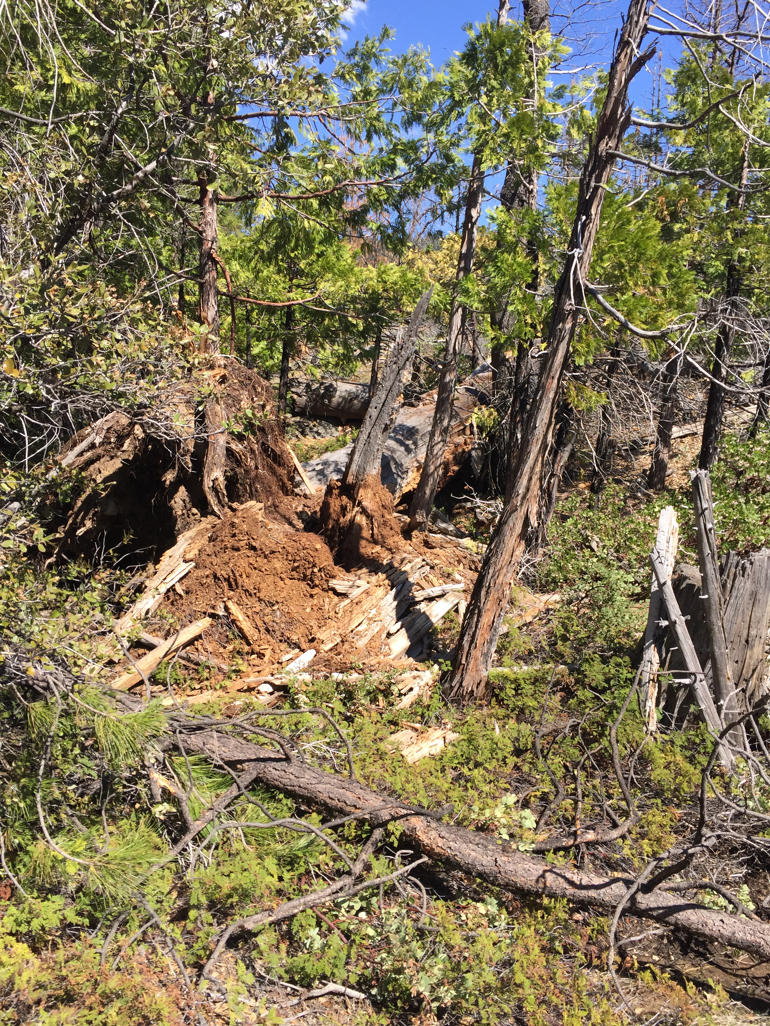 Where the old leaning tree used to lean
