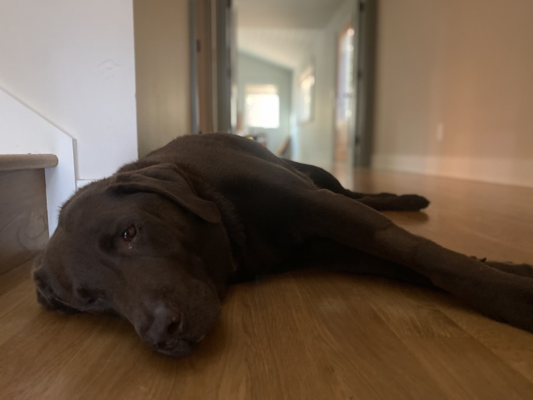 Blue with injured leg, limping