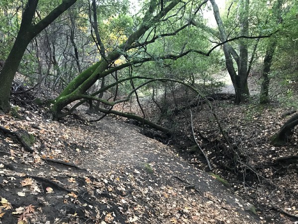 Fall in Briones Regional Park, about 20 miles east of San Francisco.